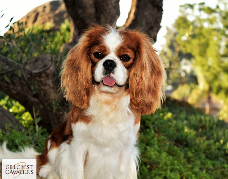 Gallery of Gillcrest Cavalier King Charles Spaniels