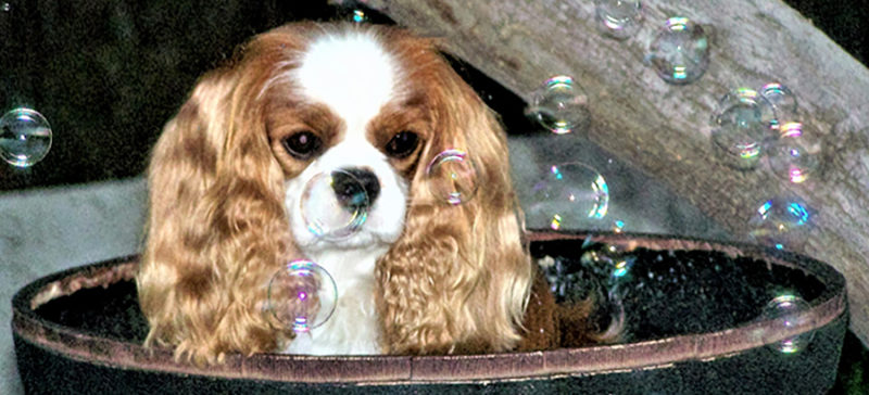 grooming a cavalier king charles spaniel grooming a cavalier king charles spaniel