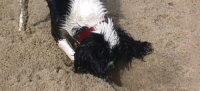 Gillcrest Cavalier King Charles Spaniels-Beach Sand