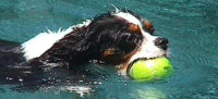 Cavalier King Charles Spaniel Swimming In Pool